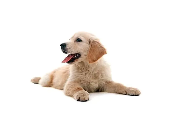 Filhote de Golden Retriever O Melhor Amigo Que Você Pode Ter