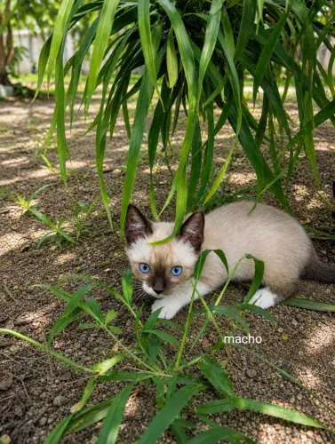 Lindo gato para adoção responsável