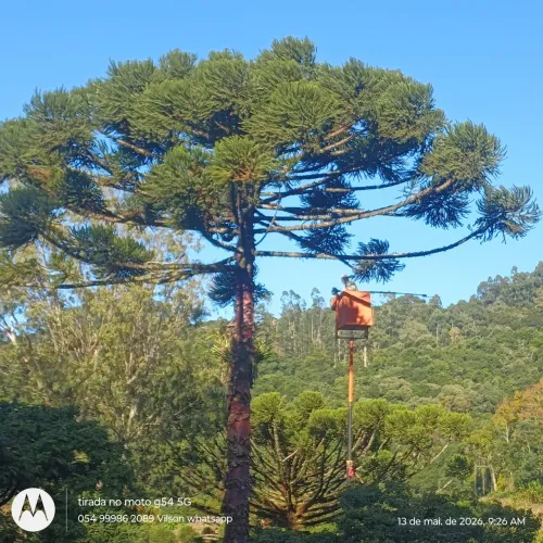 Poda de Árvores em Caxias do Sul Podadora caxiense