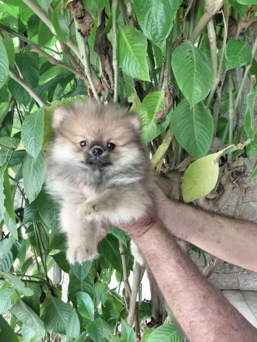 Spitz Alemão Anao Femea laranja filhote