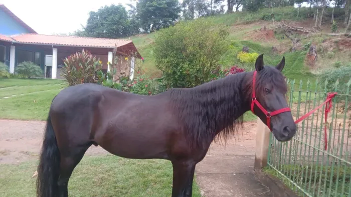 Cavalo Preto - Marcha picada 