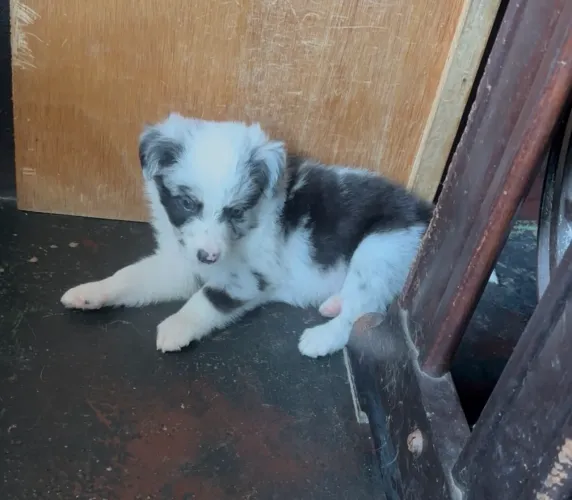 Lindo filhote de Border collie ,Blue merlim macho olho azul