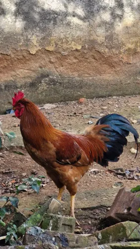 Galos caipiras