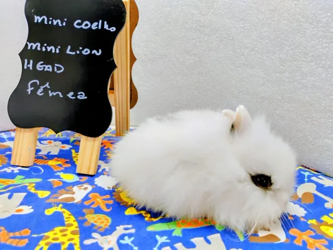 Filhotes a Pronta entrega Mini Coelhos 