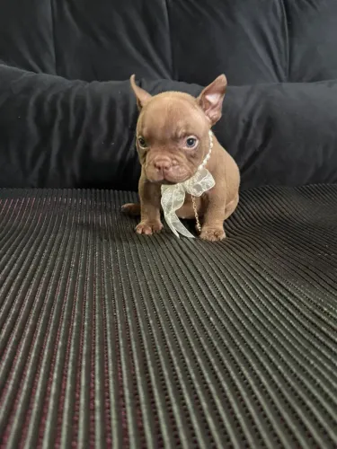 NANO PITBULL FÊMEA/MACHO GENÉTICA GRINGA