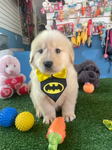 Golden Retriever macho com garantia $2.800,00