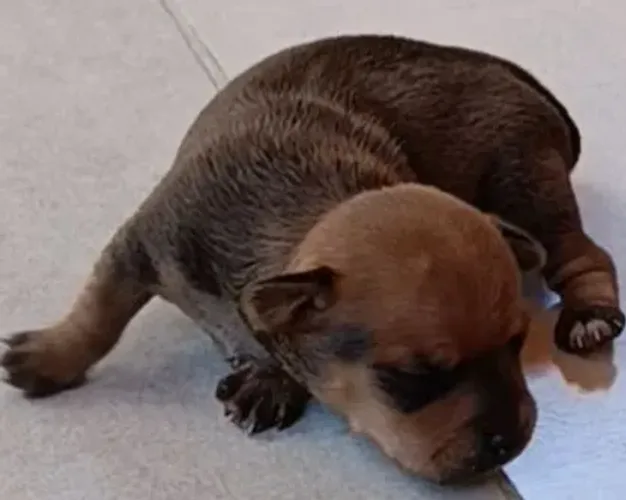 Pinscher fêmea 