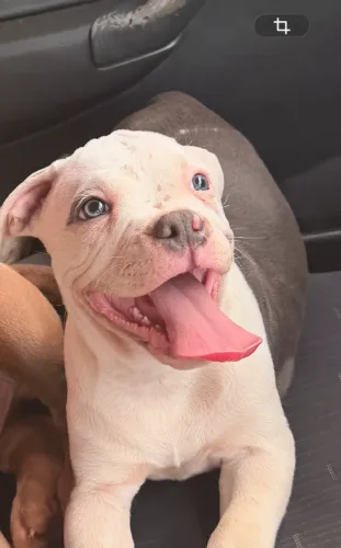 American bully filhote fêmea