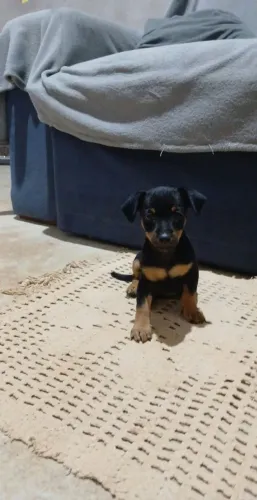 Vendo filhote de pinscher 01 é uma fêmea e já tomou remédio para verme