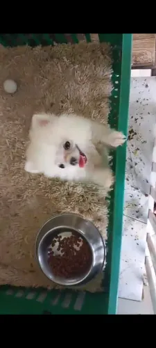 VENDE-SE UMA FILHOTE FÊMEA DE SPITZ ALEMÃO (LULU DA POMERÂNIA)!!!
