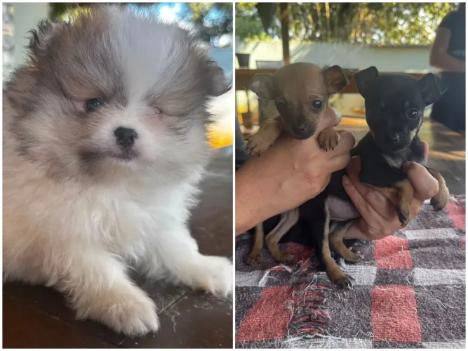Lindos bebês!!!
