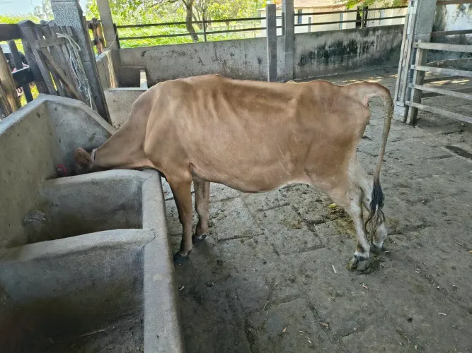 Vaca com bezerro