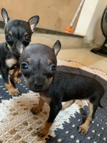 Pinscher filhotes