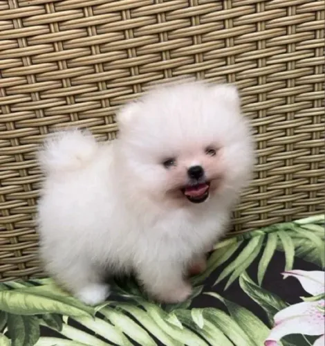 Lulu da Pomerânea Filhotes Anões Ursinhos. 