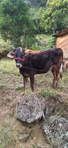Vendo Novilha com 1 ano e 8 meses.