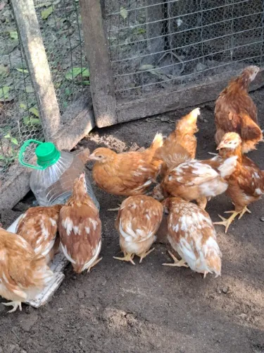 Vendo pintinhos de galinha isa brown a 30 reais cada