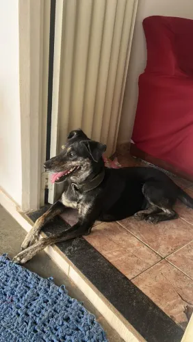 Doando cachorra