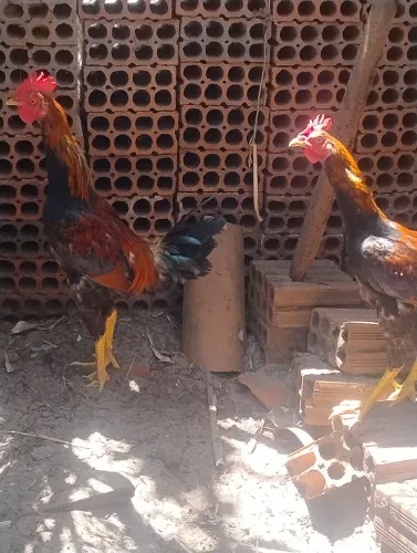 Galos