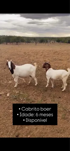 Cabrito Boer - bode 