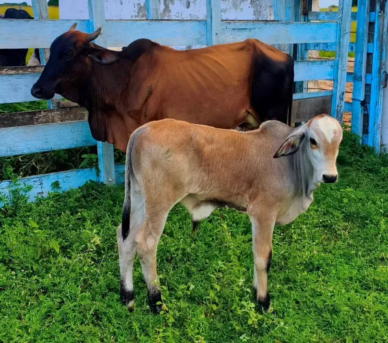 Vaca com bezerro 