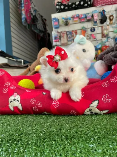 Spitz alemão fêmea pelagem branca mini 