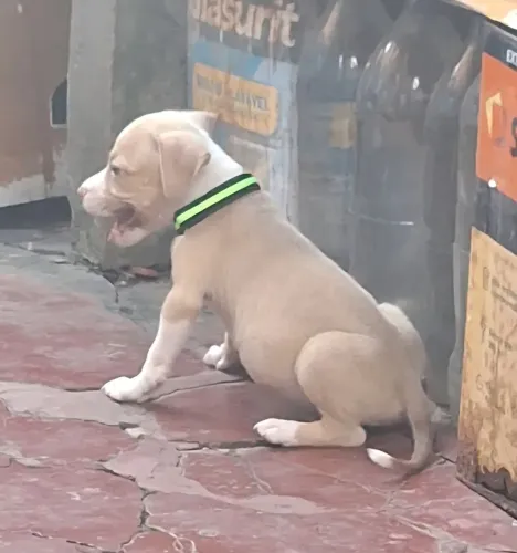 Filhote de pitbull
