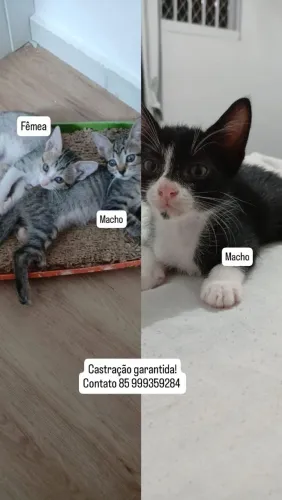 Doação de gatinhos 