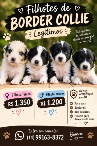 BORDER COLLIE LEGÍTIMOS.