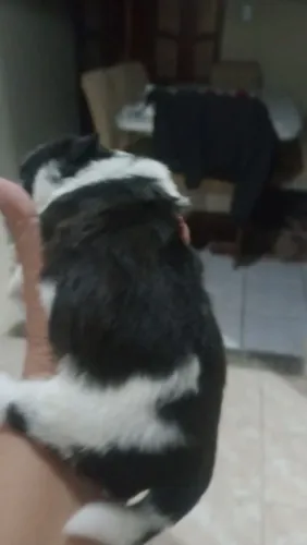 tenho dois filhotes de Schutz macho pai e mãe no local raça pura 