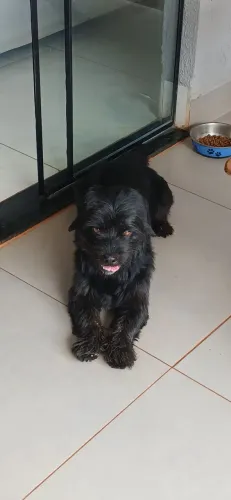Doação de cachorro macho