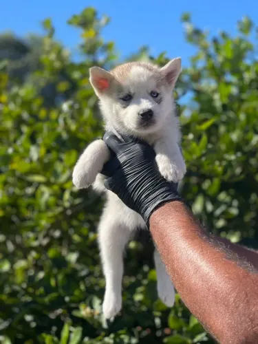 Husky Siberiano | Seu filhote pode chegar hoje- chama no WhatsApp