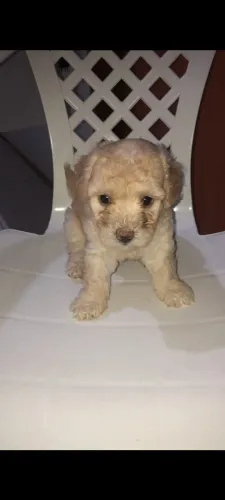 Filhotes de poodle