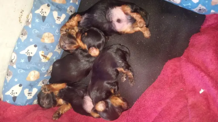 Yorkshire terrier mini