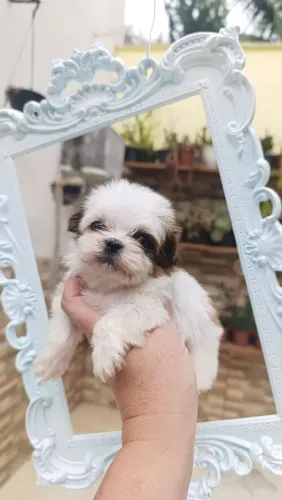 2 shih tuz macho disponível