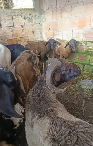 Ovinos e caprinos