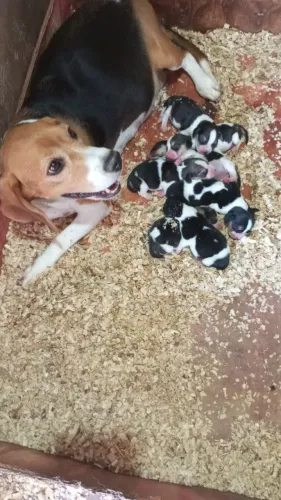 Filhotes de beagle