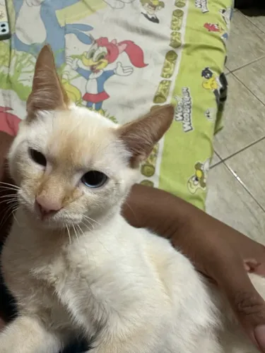 Doação de gato