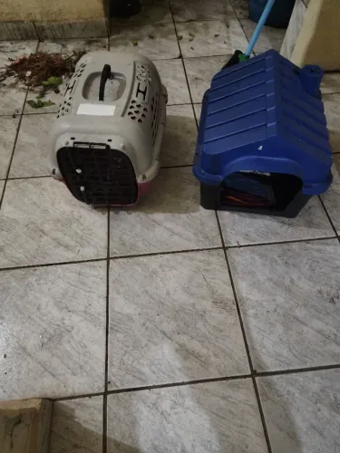 Transporte de pets