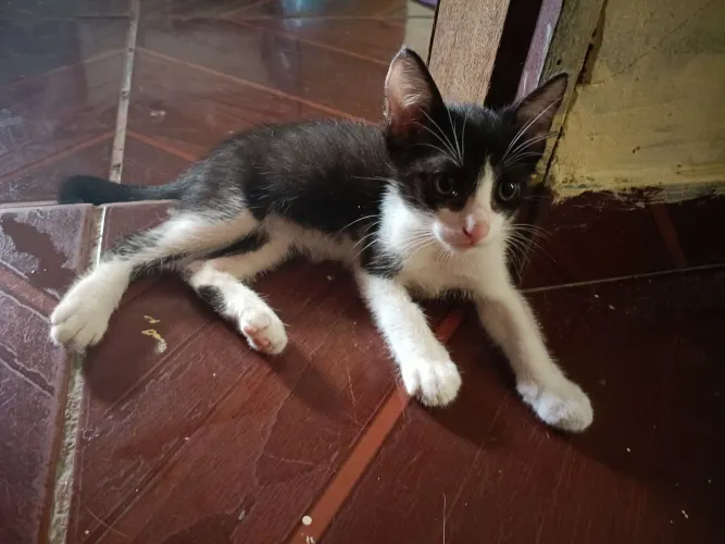 Gatinha pra doação