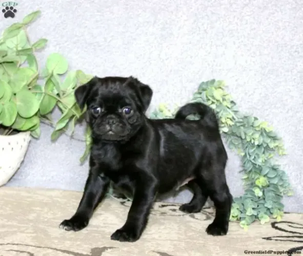 Pug - Adquira Hoje | Fale Já