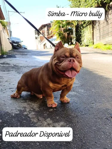 Caes Machos bulldog frances, micro bullye pitmonster
