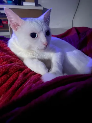 Adoro gata com heterocromia, ela n ia se dá com aqui de  casa