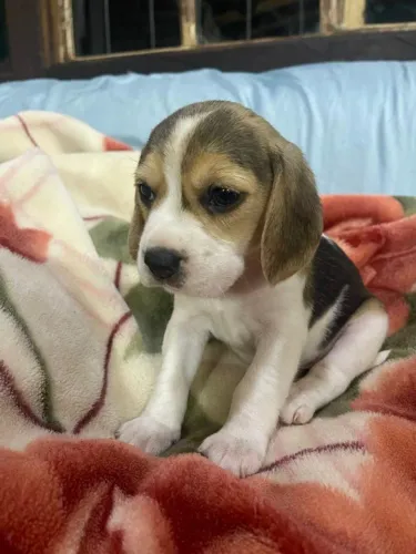 Beagle