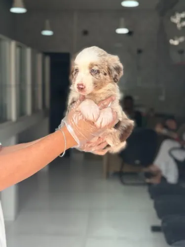 Border Collie | Perfeito para Quem Ama um Cão Ativo e Brincalhão