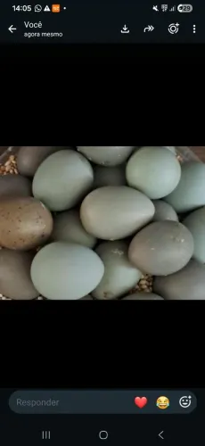 Ovos galados de codorna chinesa