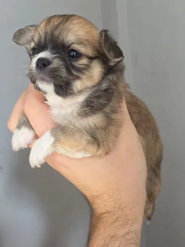 Chihuahua filhote machos pelo longo 
