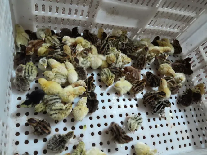 Filhotes de codornas