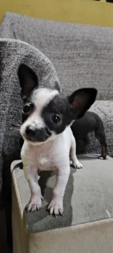 Pinscher filhotes