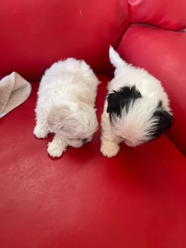 Shih tzu filhotes