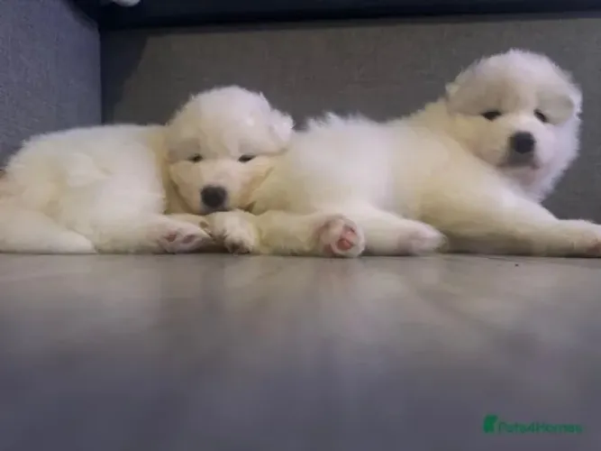 Cãozinho Samoieda linhagem selecionada saudável e dócil para o lar